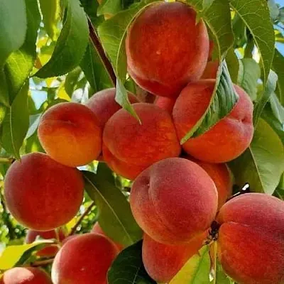 Персик ПОСОЛ МИРА  Персик ПОСОЛ МИРА в Домодедове