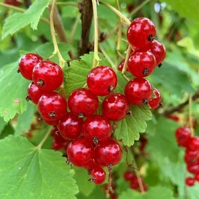 Смородина красная МААРСЕС ПРОМИНЕНТ в Домодедове