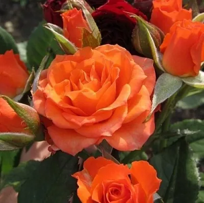 Саженцы роз АЛЕГРИЯ спрей  Саженцы роз АЛЕГРИЯ спрей в Домодедове