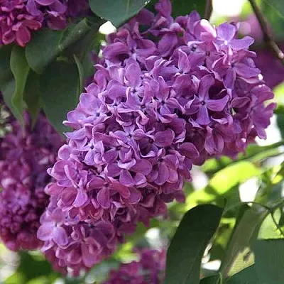 Сирень КАПИТАН ГАСТЕЛЛО  Сирень КАПИТАН ГАСТЕЛЛО в Домодедове