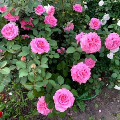 Саженцы роз ЭШЛИ чайно-гибридная — описание сорта Саженцы роз ЭШЛИ чайно-гибридная в Домодедове