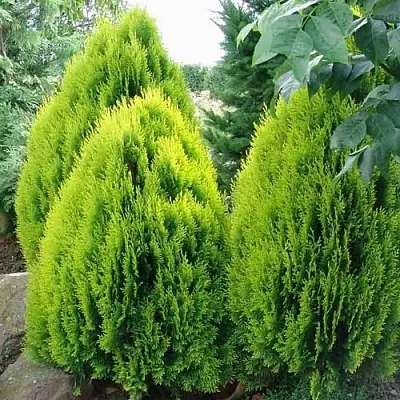 Туя восточная в Домодедове