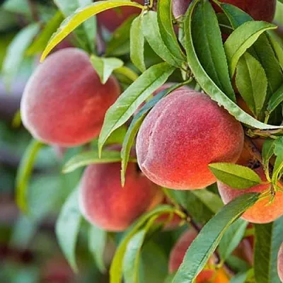 Персик РЭД ХЕВЕН  Персик РЭД ХЕВЕН в Домодедове