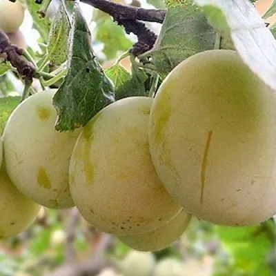 Слива УТРО  Слива УТРО в Домодедове