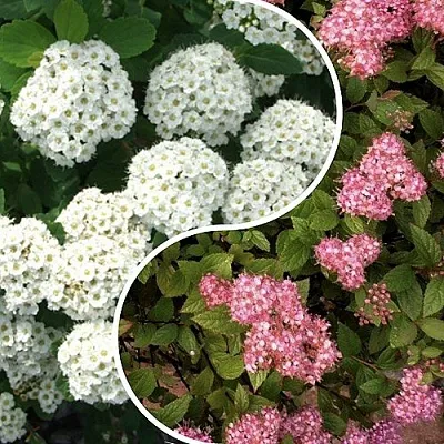 Комплект ТАЛАНТЛИВЫЙ САДОВОД в Домодедове