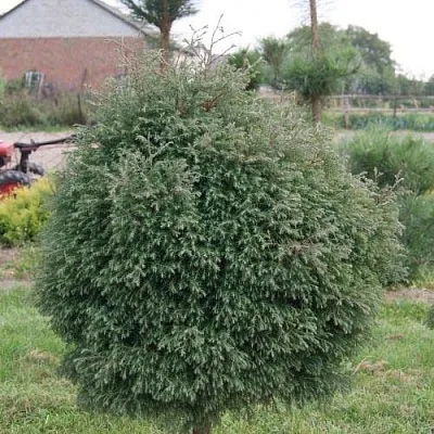 Туя вересковидная в Домодедове