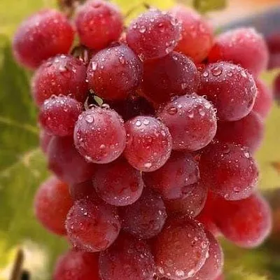 Ранние сорта в Домодедове