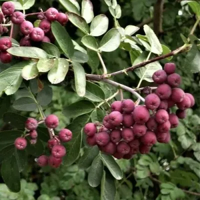 Рябина ДЕСЕРТНАЯ МИЧУРИНА сладкоплодная — описание сорта Рябина ДЕСЕРТНАЯ МИЧУРИНА сладкоплодная в Домодедове