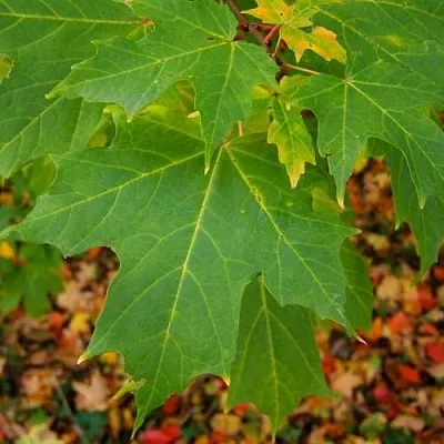 Клен сахарный  Клен сахарный в Домодедове