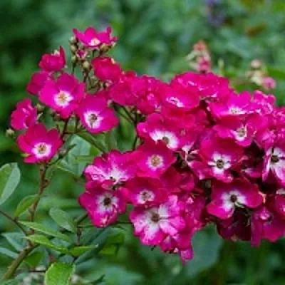 Саженцы роз МАРДЖОРИ ФЕЙР полиантовая  Саженцы роз МАРДЖОРИ ФЕЙР полиантовая в Домодедове