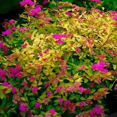 Спирея ГОЛДЕН ПРИНЦЕСС японская  Спирея ГОЛДЕН ПРИНЦЕСС японская в Домодедове