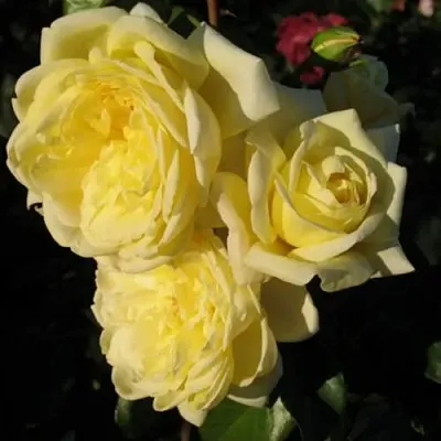 Саженцы роз КАЗИНО плетистая  Саженцы роз КАЗИНО плетистая в Домодедове