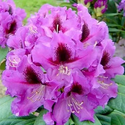 Рододендрон РАСПУТИН в Домодедове