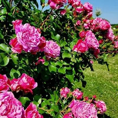 Саженцы роз ИНЕС САСТР плетистая  Саженцы роз ИНЕС САСТР плетистая в Домодедове