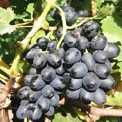 Виноград КИШМИШ АТТИКА в Домодедове