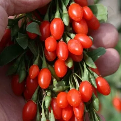 Годжи КОРЕАН БИГ — описание сорта Годжи КОРЕАН БИГ в Домодедове