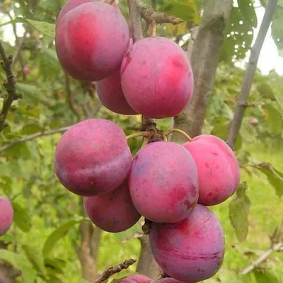Слива ЭДИНБУРГСКАЯ  Слива ЭДИНБУРГСКАЯ в Домодедове