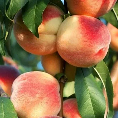 Персик ЛОЙКО 2  Персик ЛОЙКО 2 в Домодедове