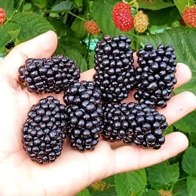 Ежевика ОУАЧИТА бесшипная — описание сорта Ежевика ОУАЧИТА бесшипная в Домодедове