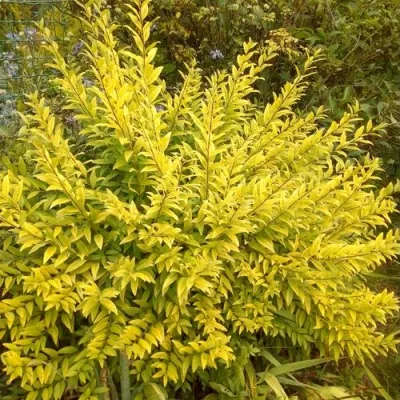 Бирючина АУРЕА обыкновенная — описание сорта Бирючина АУРЕА обыкновенная в Домодедове