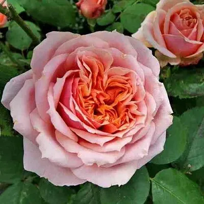 Саженцы роз ПОЛЬ БОКЮЗ шраб  Саженцы роз ПОЛЬ БОКЮЗ шраб в Домодедове