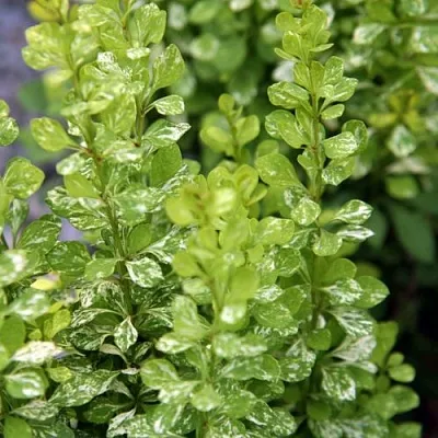 Барбарис ПАУ ВАУ тунберга  Барбарис ПАУ ВАУ тунберга в Домодедове