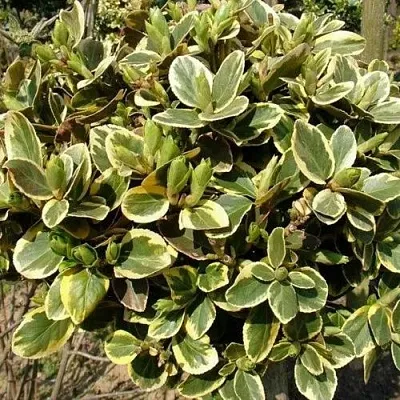 Бересклет КАНАДЕЙЛ ГОЛД   Бересклет КАНАДЕЙЛ ГОЛД  в Домодедове