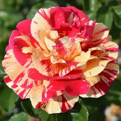 Саженцы роз ВАНИЛЛА ФРАЙЗ плетистая  Саженцы роз ВАНИЛЛА ФРАЙЗ плетистая в Домодедове