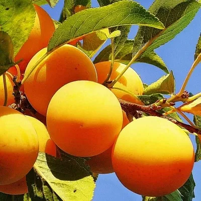 Желтая   Желтая  в Домодедове