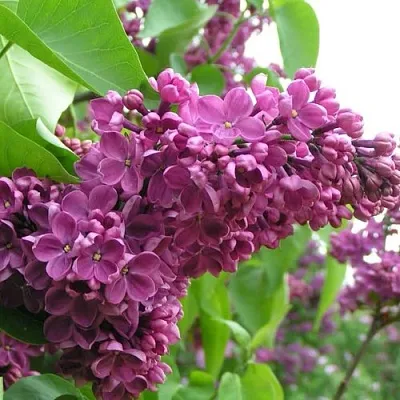 Сирень ДЕНЬ ПОБЕДЫ  Сирень ДЕНЬ ПОБЕДЫ в Домодедове