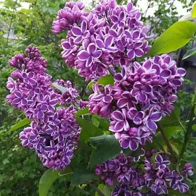 Сирень СЕНСАЦИЯ  Сирень СЕНСАЦИЯ в Домодедове