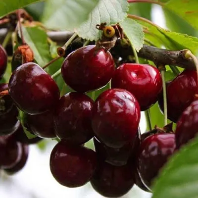 Вишня НОВОДВОРСКАЯ в Домодедове