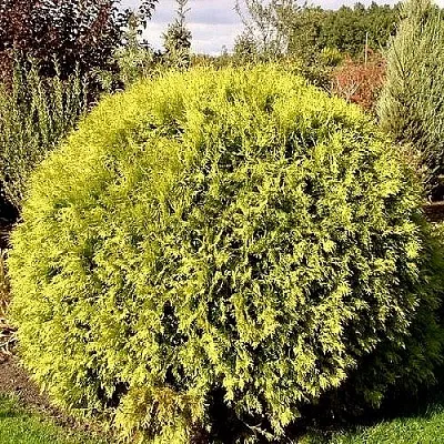 Туя ГЛОБОЗА АУРЕА западная в Домодедове