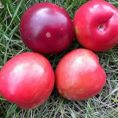 Плумкот БИРИКОККОЛО НОСТРАНО  Плумкот БИРИКОККОЛО НОСТРАНО в Домодедове