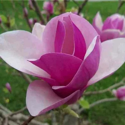 Магнолия СУЛАНЖА  Магнолия СУЛАНЖА в Домодедове