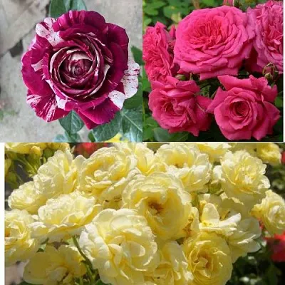 Комплект РОЗОВЫЙ АКЦЕНТ в Домодедове