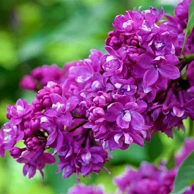 Сирень ОГНИ ДОНБАССА  Сирень ОГНИ ДОНБАССА в Домодедове