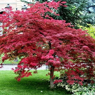 Клен пальмолистный  Клен пальмолистный в Домодедове