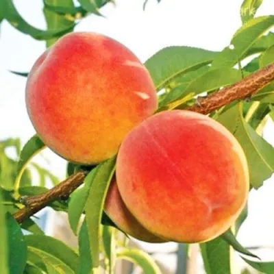 Персик ОНТАРИО — описание сорта Персик ОНТАРИО в Домодедове