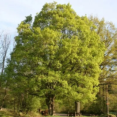Клен полевой  Клен полевой в Домодедове