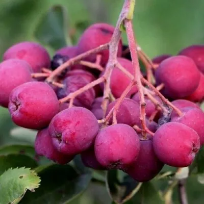 Рябина ДЕСЕРТНАЯ МИЧУРИНА сладкоплодная — описание сорта Рябина ДЕСЕРТНАЯ МИЧУРИНА сладкоплодная в Домодедове