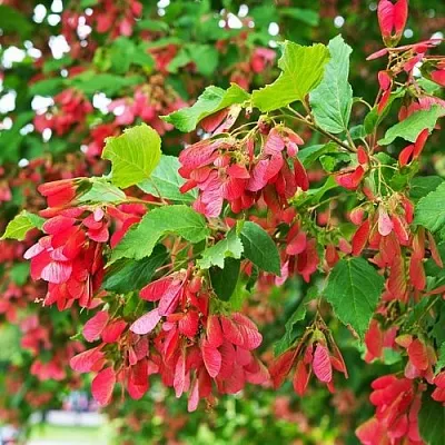 Клен татарский  Клен татарский в Домодедове