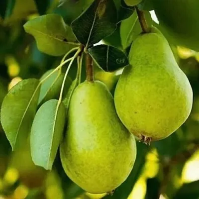 Груша СЕВЕРЯНКА колонновидная  Груша СЕВЕРЯНКА колонновидная в Домодедове
