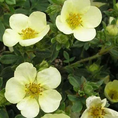 Лапчатка ЭЛИЗАБЕТ кустарниковая  Лапчатка ЭЛИЗАБЕТ кустарниковая в Домодедове