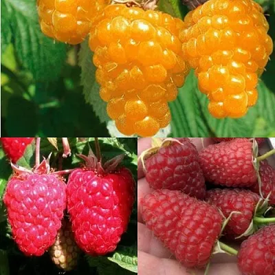 Комплект ЗОЛОТАЯ МАЛИНА в Домодедове