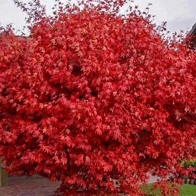 Клен гиннала   Клен гиннала  в Домодедове