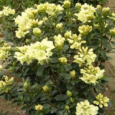 Рододендрон ГОЛДКРОН в Домодедове