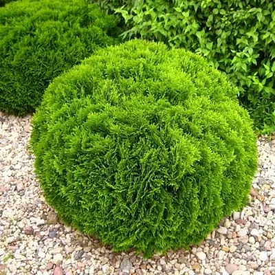 Туя ДАНИКА западная в Домодедове