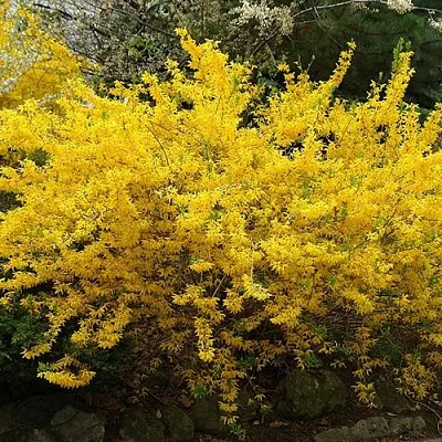 Форзиция ГОЛДЗАУБЕР средняя в Домодедове