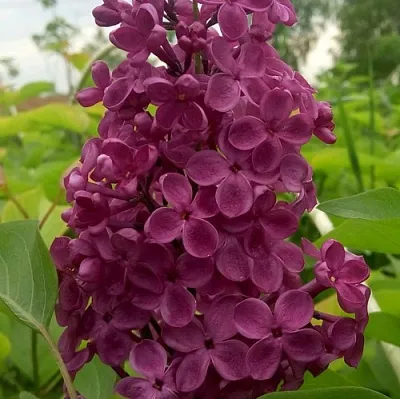 Сирень ИНДИЯ  Сирень ИНДИЯ в Домодедове